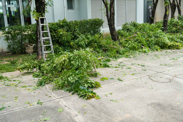 The Steps Involved in Our Tree Care Process in Kingston, RI